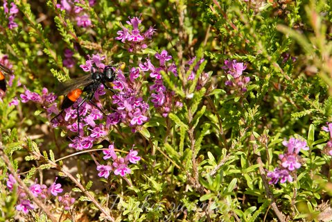 Szczerklina piaskowa (Ammophila sabulosa)