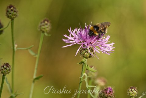 Trzmiel (Bombus)