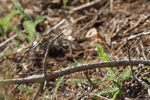 Lecicha białoznaczna (Orthetrum albistylum)