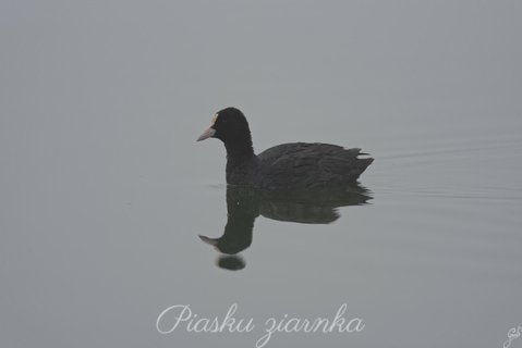 Łyska (Fulica atra)