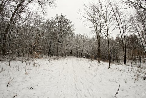 Zaśnieżony las