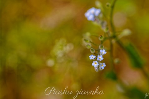 Niezapominajka leśna (Myosotis sylvatica)