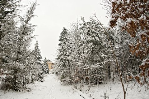 Zaśnieżony las