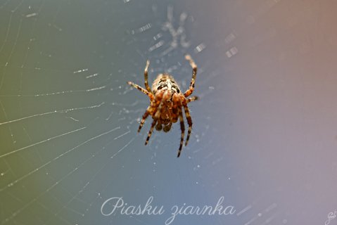 Krzyżak ogrodowy (Araneus diadematus)