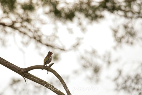 Zięba (Fringilla coelebs)