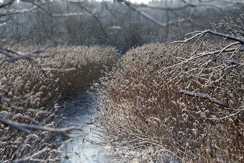 Trzcina pokryta śniegiem