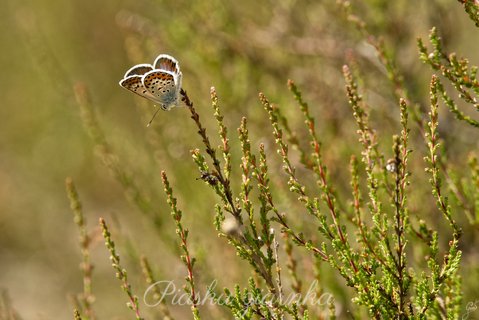 Modraszek argus (Plebejus argus) na wrzosie