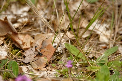 Szczerklina piaskowa (Ammophila sabulosa)