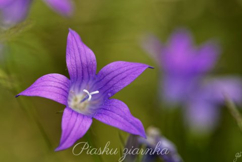 Dzwonek rozpierzchły (Campanula patula)