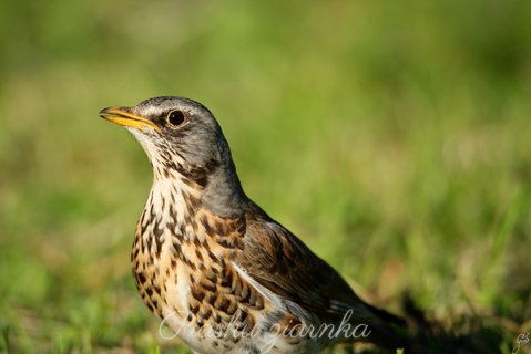 Kwiczoł (Turdus pilaris) lewy profil