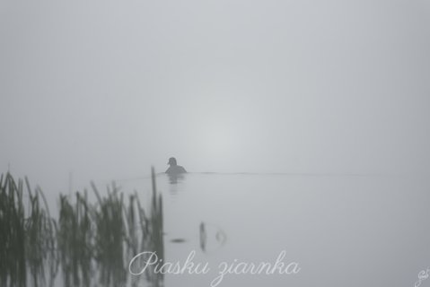 Łyska (Fulica atra)