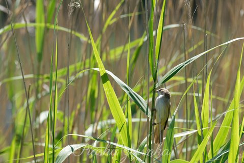 Łozówka (Acrocephalus palustris)