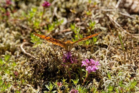 Dostojka latonia, perłowiec mniejszy (Issoria lathonia)