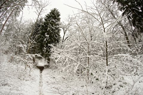 Zaśnieżony las z wąską ścieżką