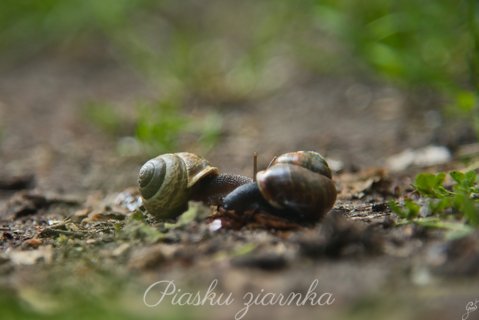 Ślimak zaroślowy (Arianta arbustorum)