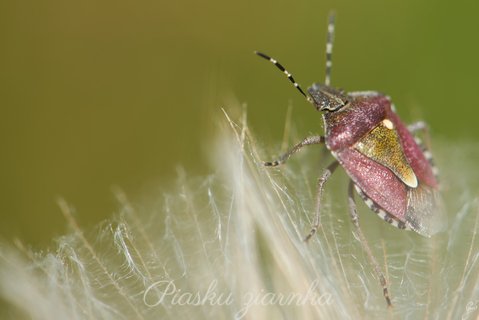 Pluskinia jagodziak (Dolycoris baccarum) na mniszku lekarskim