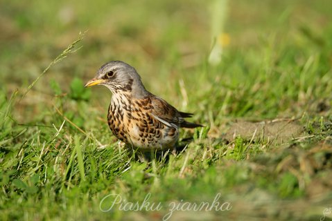 Kwiczoł (Turdus pilaris)