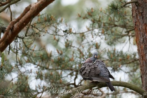 Gołąb Grzywacz (Columba palumus)