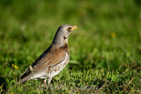 Kwiczoł (Turdus pilaris) prawy profil