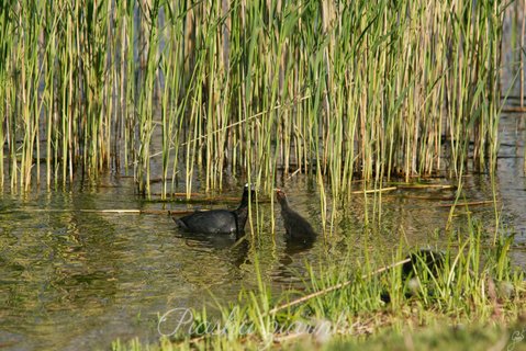 Łyska (Fulica atra)