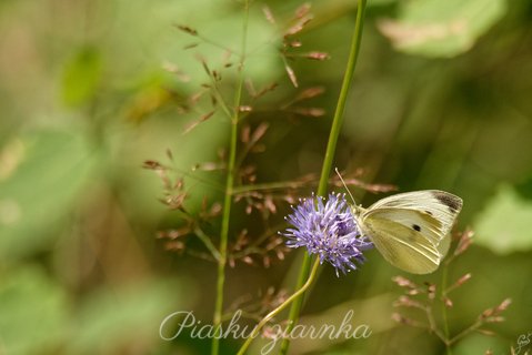 Bielinek kapustnik (Pieris brassicae) na fioletowym kwiatku