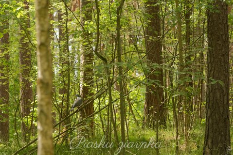 Gołąb Grzywacz (Columba palumus)