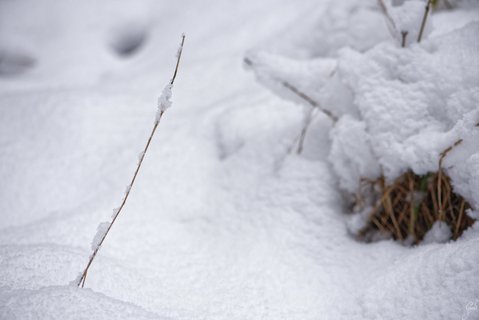 Źdzbło trawy wystające z śniegu