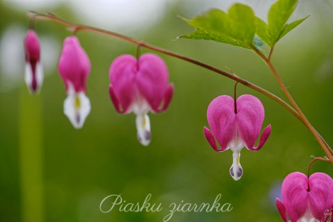 Serduszka okazałe (Lamprocapnos spectabilis)