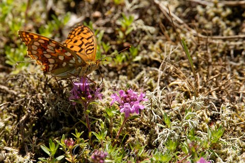 Dostojka latonia, perłowiec mniejszy (Issoria lathonia)