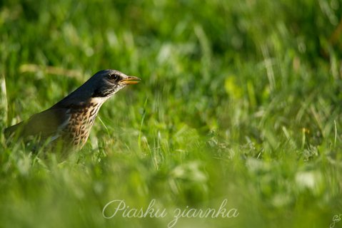 Kwiczoł (Turdus pilaris) prawy profil