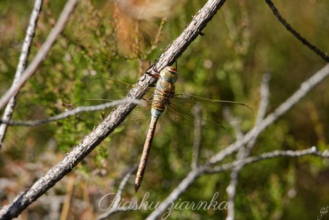 Żagnica zielona (Aeshna viridis)