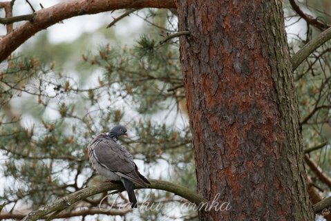 Gołąb Grzywacz (Columba palumus)