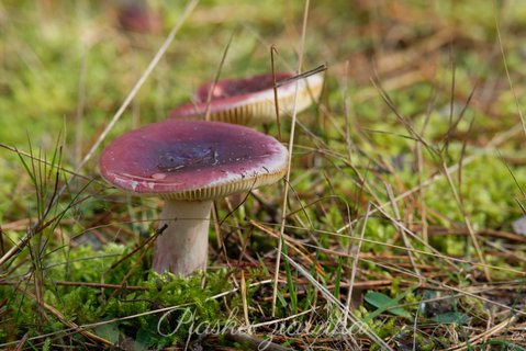 Gołąbek czerwonofioletowy (Russula sardonia)