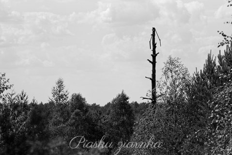 Uschnięte drzewo w młodym lesie