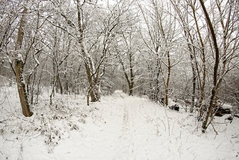 Zaśnieżona dróżka do lasu