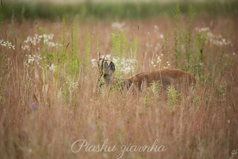 Sarna (Capreolus) - kozioł ukrywający się wśród łąki traw