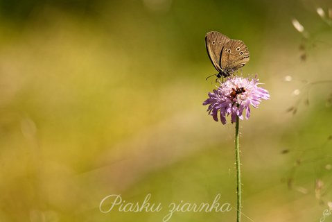 Przestrojnik trawnik (Aphantopus hyperantus) na świerzbnicy polnej