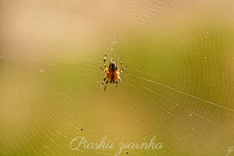 Krzyżak ogrodowy (Araneus diadematus)