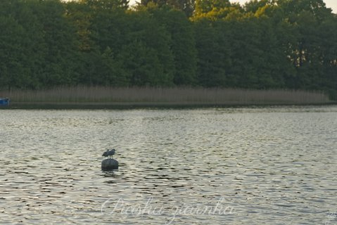 Śmieszka (Chroicocephalus ridibundus) na bojce