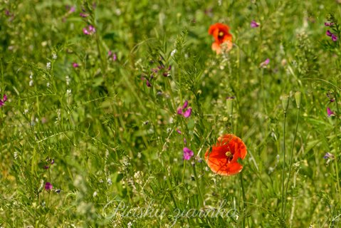 Mak polny (Papaver rhoeas)