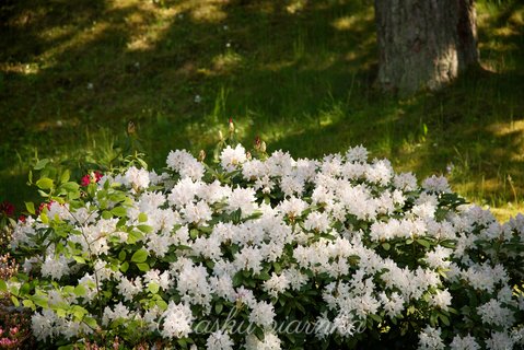 Różanecznik, azalia, rododendron (Rhododendron)