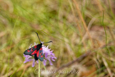 Kraśnik goryszowiec (Zygaena ephialtes) na świerzbnicy polnej