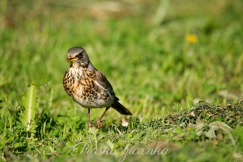 Kwiczoł (Turdus pilaris)