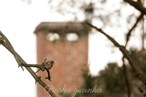 Zięba (Fringilla coelebs)