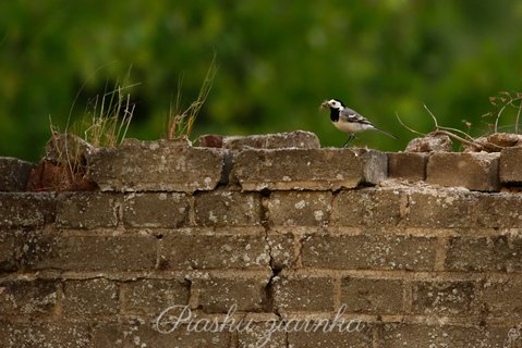 Pliszka siwa (Motacilla alba) na starym murze