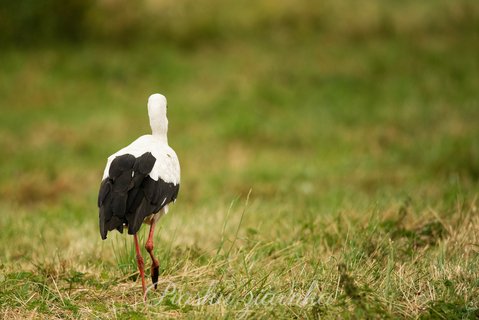 Bocian biały (Ciconia ciconia) idzie przez łąkę