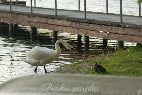 Łabędź niemy i Krzyżówka (Cygnus olor, Anas platyrhynchos)