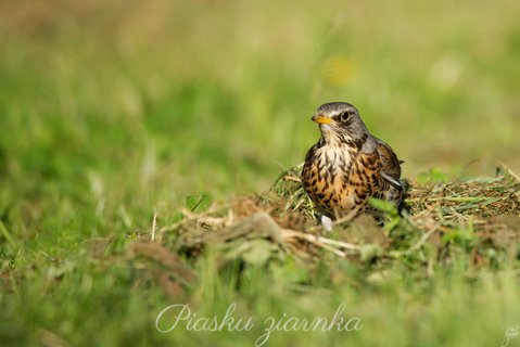 Kwiczoł (Turdus pilaris)