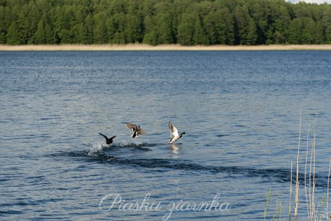 Łyska i Krzyżówki (Fulica atra, Anas platyrhynchos) Waleczna Łyska w obronie swojego potomstwa przegania potencjalne zagrożenie lub konkurencję do smacznych glonów przy brzegu.