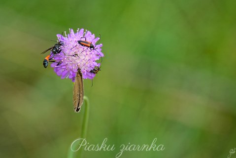 Robaczki i motyl na koniczynie